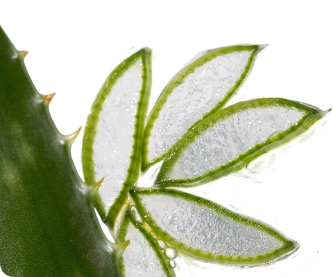 Aloe vera plant representing hydrating and soothing ingredient in Salt.xo® gel